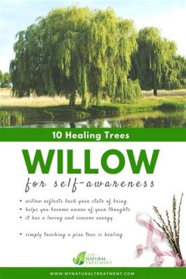  「Hugging the Willow Tree」：悲しみを癒す柳の木の物語